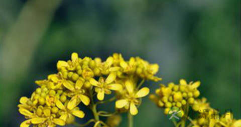 菘蓝芽的吃法_哪些人不能吃菘蓝芽