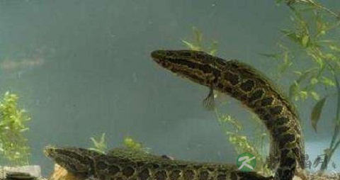 乌鱼的营养价值_吃乌鱼的好处