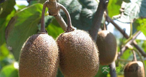 野生猕猴桃的吃法_哪些人不能吃野生猕猴桃