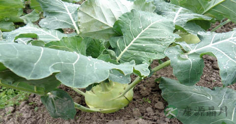 球茎甘蓝的吃法_哪些人不能吃球茎甘蓝