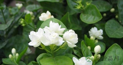 栀子花的吃法_哪些人不能吃栀子花