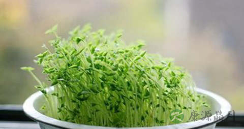 红小豆苗的吃法_哪些人不能吃红小豆苗