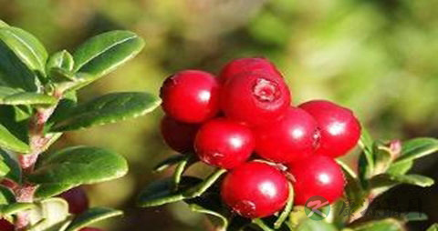 蔓越莓的吃法_哪些人不能吃蔓越莓