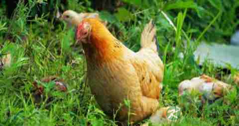 老母鸡的营养价值_吃老母鸡的好处