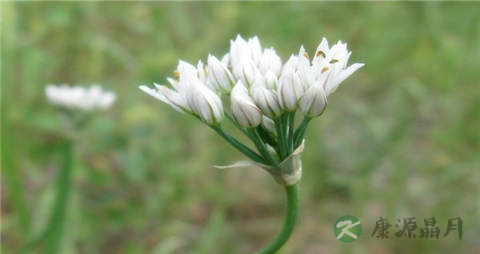 野葱的营养价值_吃野葱的好处