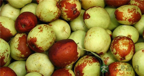 梨枣的营养价值_吃梨枣的好处