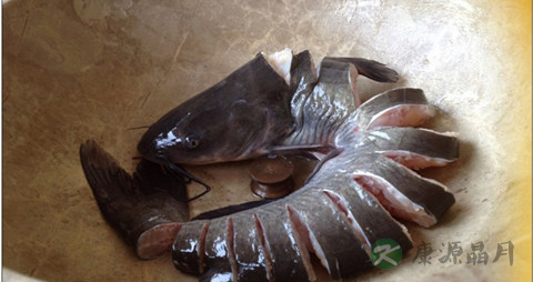 如何区别鮰鱼与鲶鱼