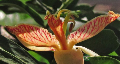 酸角的营养价值_吃酸角的好处