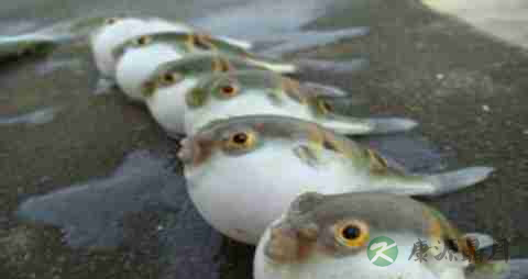 河豚的营养价值_吃河豚的好处