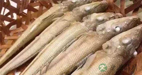 蓝圆参的营养价值_吃蓝圆参的好处