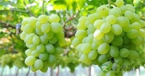 青提的吃法_哪些人不能吃青提