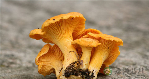 鸡油菌的营养价值_吃鸡油菌的好处