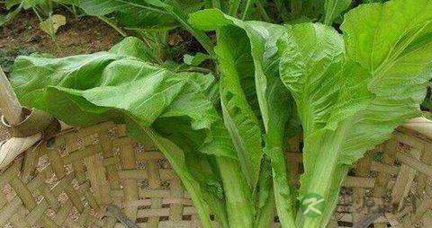 大叶芥菜的吃法_哪些人不能吃大叶芥菜 大叶芥菜的吃法_哪些人不能吃大叶芥菜