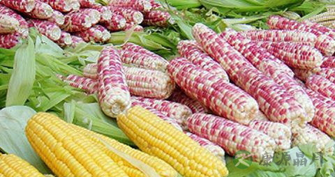 糯玉米煮多久能熟