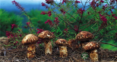 松露和松茸的区别