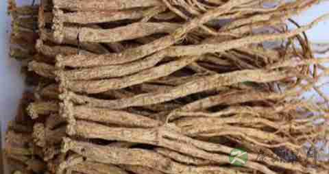 党参的营养价值_吃党参的好处