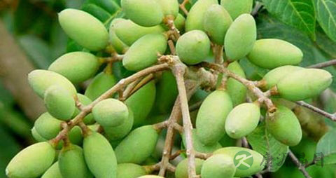 橄榄能放冰箱吗