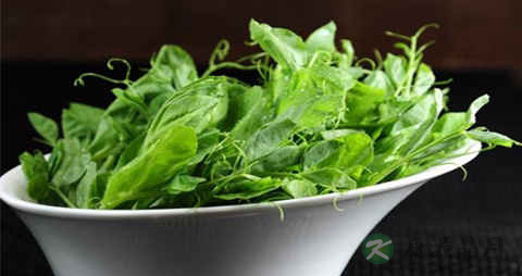 豌豆尖的营养价值_吃豌豆尖的好处 豌豆尖的营养价值_吃豌豆尖的好处