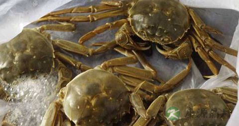 螃蟹怎么保鲜 螃蟹怎么保鲜