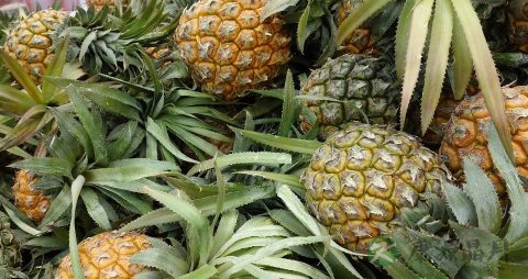 虾和菠萝能一起吃吗