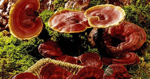 灵芝怎么做不苦