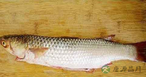 香梭鱼的营养价值_吃香梭鱼的好处 香梭鱼的营养价值_吃香梭鱼的好处
