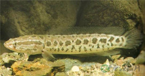 乌鳢的营养价值_吃乌鳢的好处