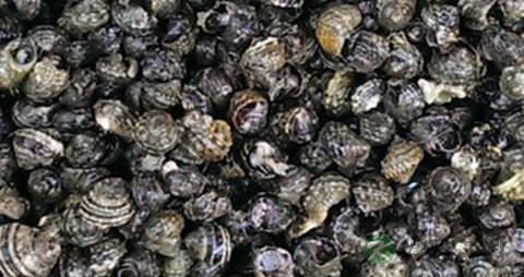 香波螺的营养价值_吃香波螺的好处