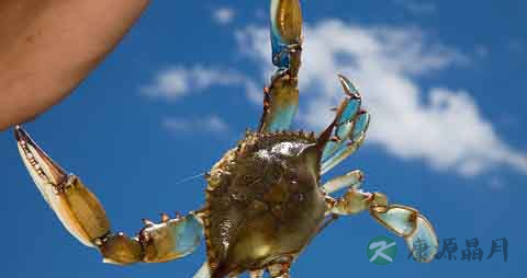 蓝蟹的营养价值_吃蓝蟹的好处