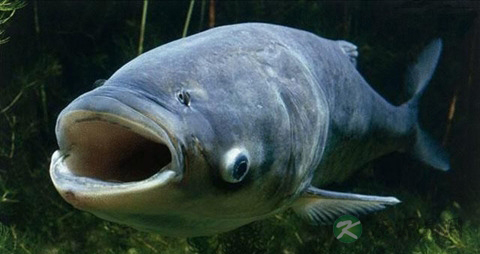 鳙鱼的吃法_哪些人不能吃鳙鱼