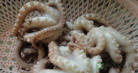 八带鱼的营养价值_吃八带鱼的好处 八带鱼的营养价值_吃八带鱼的好处