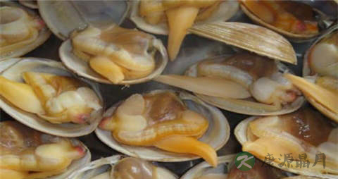 蚬子的吃法_哪些人不能吃蚬子