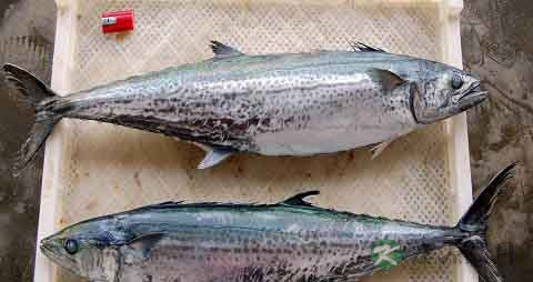 燕鲅鱼的营养价值_吃燕鲅鱼的好处 燕鲅鱼的营养价值_吃燕鲅鱼的好处