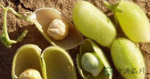 桃豆的营养价值_吃桃豆的好处 桃豆的营养价值_吃桃豆的好处