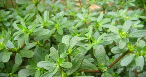 假马齿苋能吃吗 假马齿苋能吃吗