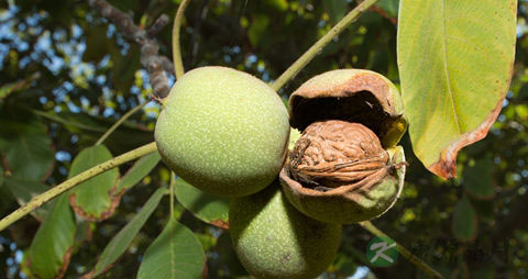 加州核桃的吃法_哪些人不能吃加州核桃