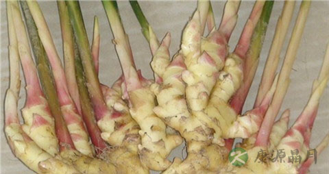 新鲜嫩姜怎么腌制好吃