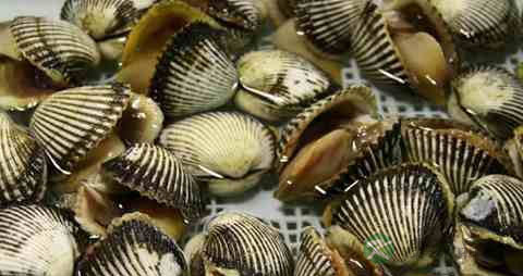 毛蚶的吃法_哪些人不能吃毛蚶 毛蚶的吃法_哪些人不能吃毛蚶