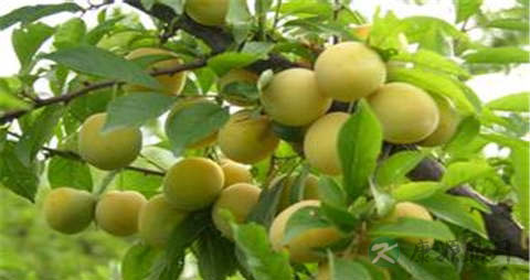 黄杏的吃法_哪些人不能吃黄杏