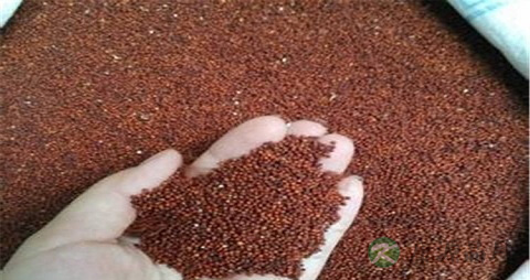 红小米的吃法_哪些人不能吃红小米