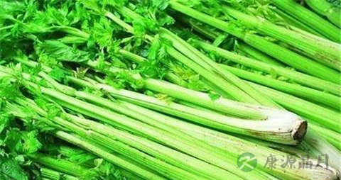 旱芹的吃法_哪些人不能吃旱芹 旱芹的吃法_哪些人不能吃旱芹