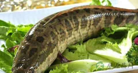 生鱼的营养价值_吃生鱼的好处