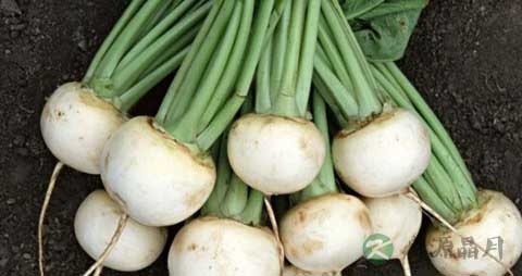 芥菜头的营养价值_吃芥菜头的好处