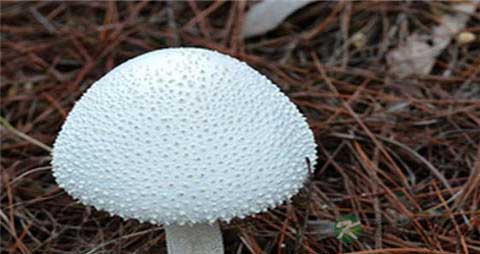 白蘑菇的营养价值_吃白蘑菇的好处