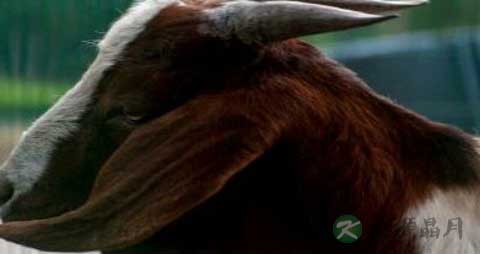 羊耳的营养价值_吃羊耳的好处