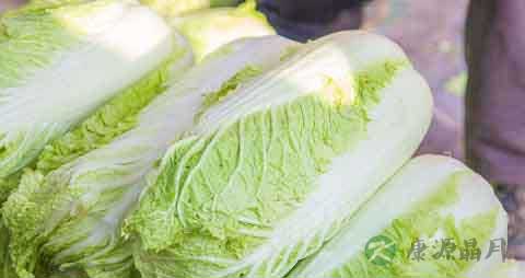 普通白菜的营养价值_吃普通白菜的好处