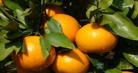 皇帝柑的吃法_哪些人不能吃皇帝柑
