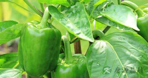 炒青椒的做法 炒青椒的做法