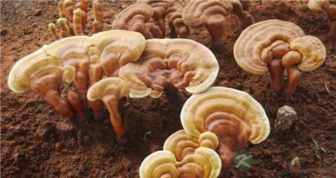 灵芝的营养价值_吃灵芝的好处