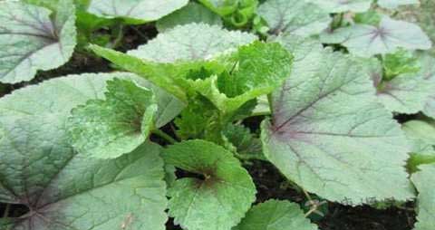 冬寒菜的营养价值_吃冬寒菜的好处